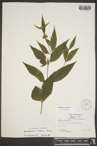 Pycnanthemum montanum image