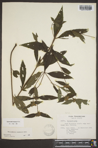 Pycnanthemum montanum image