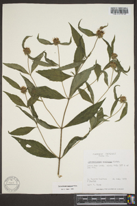 Pycnanthemum montanum image