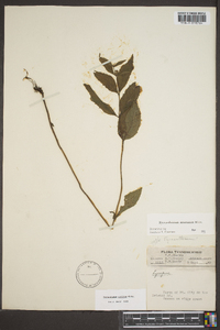 Pycnanthemum montanum image