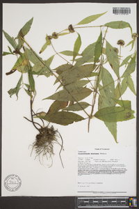 Pycnanthemum montanum image