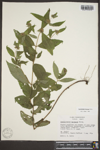 Pycnanthemum montanum image