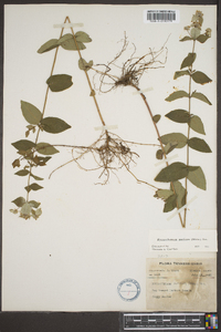 Pycnanthemum muticum image