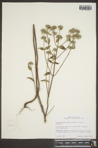 Pycnanthemum muticum image