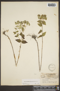 Pycnanthemum muticum image