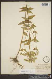 Pycnanthemum muticum image