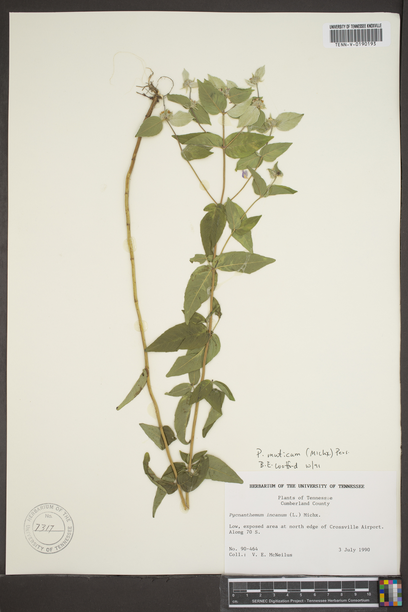 Pycnanthemum muticum image