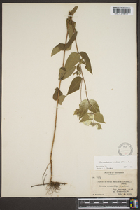 Pycnanthemum muticum image