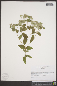 Pycnanthemum muticum image