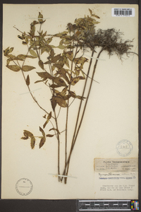 Pycnanthemum muticum image