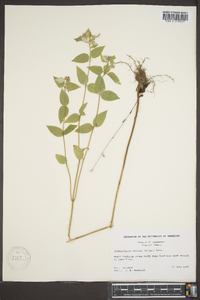 Pycnanthemum muticum image