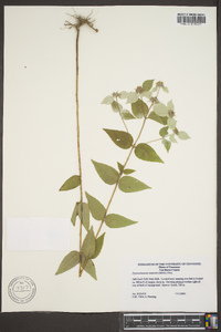 Pycnanthemum muticum image