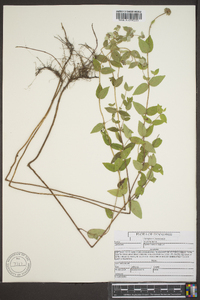 Pycnanthemum muticum image