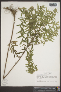 Pycnanthemum pilosum image