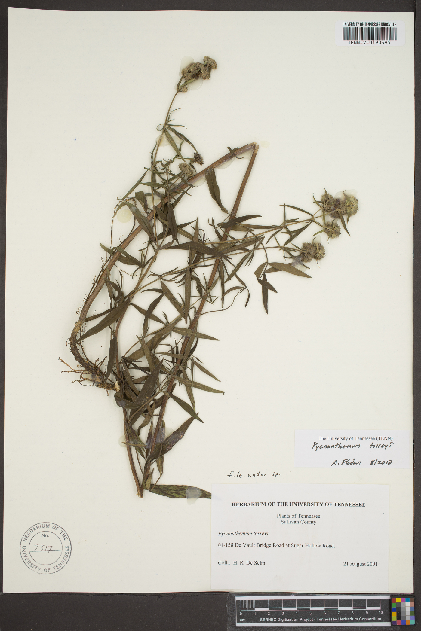 Pycnanthemum torreyi image