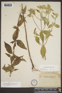 Pycnanthemum albescens image