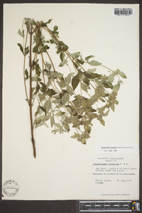 Pycnanthemum albescens image