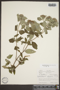 Pycnanthemum albescens image
