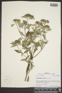 Pycnanthemum albescens image