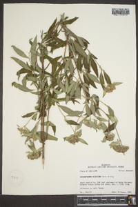 Pycnanthemum albescens image