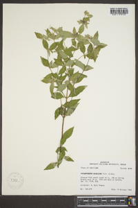 Pycnanthemum albescens image