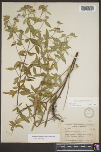 Pycnanthemum albescens image