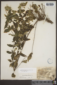 Pycnanthemum albescens image