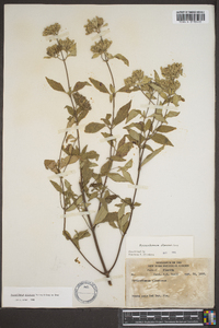 Pycnanthemum albescens image
