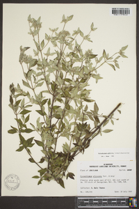 Pycnanthemum albescens image