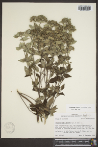 Pycnanthemum albescens image
