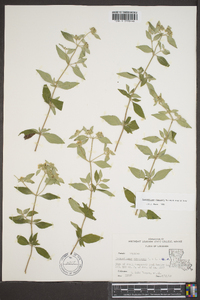 Pycnanthemum albescens image