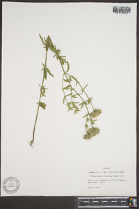 Pycnanthemum flexuosum image