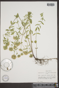 Pycnanthemum flexuosum image