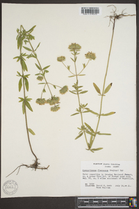 Pycnanthemum flexuosum image