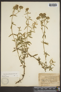 Pycnanthemum flexuosum image