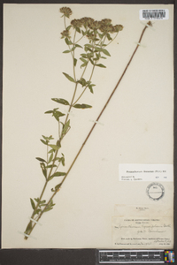 Pycnanthemum flexuosum image