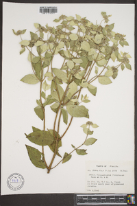 Pycnanthemum floridanum image