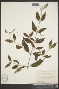 Pycnanthemum loomisii image