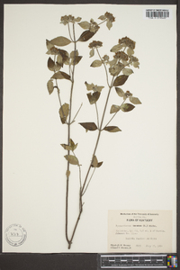 Pycnanthemum loomisii image