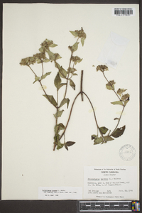 Pycnanthemum loomisii image