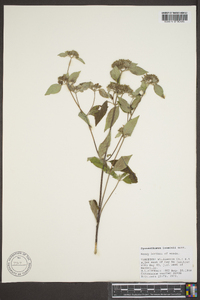 Pycnanthemum loomisii image