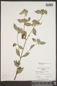 Pycnanthemum loomisii image