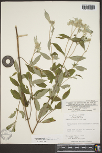 Pycnanthemum loomisii image