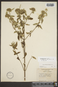 Pycnanthemum loomisii image