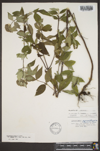 Pycnanthemum loomisii image