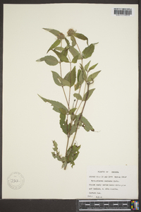 Pycnanthemum montanum image