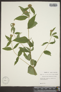 Pycnanthemum montanum image