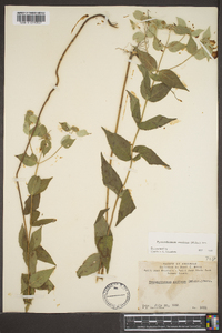 Pycnanthemum muticum image