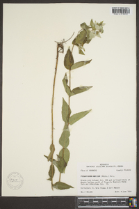 Pycnanthemum muticum image