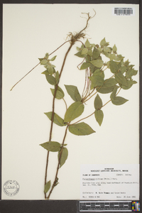 Pycnanthemum muticum image